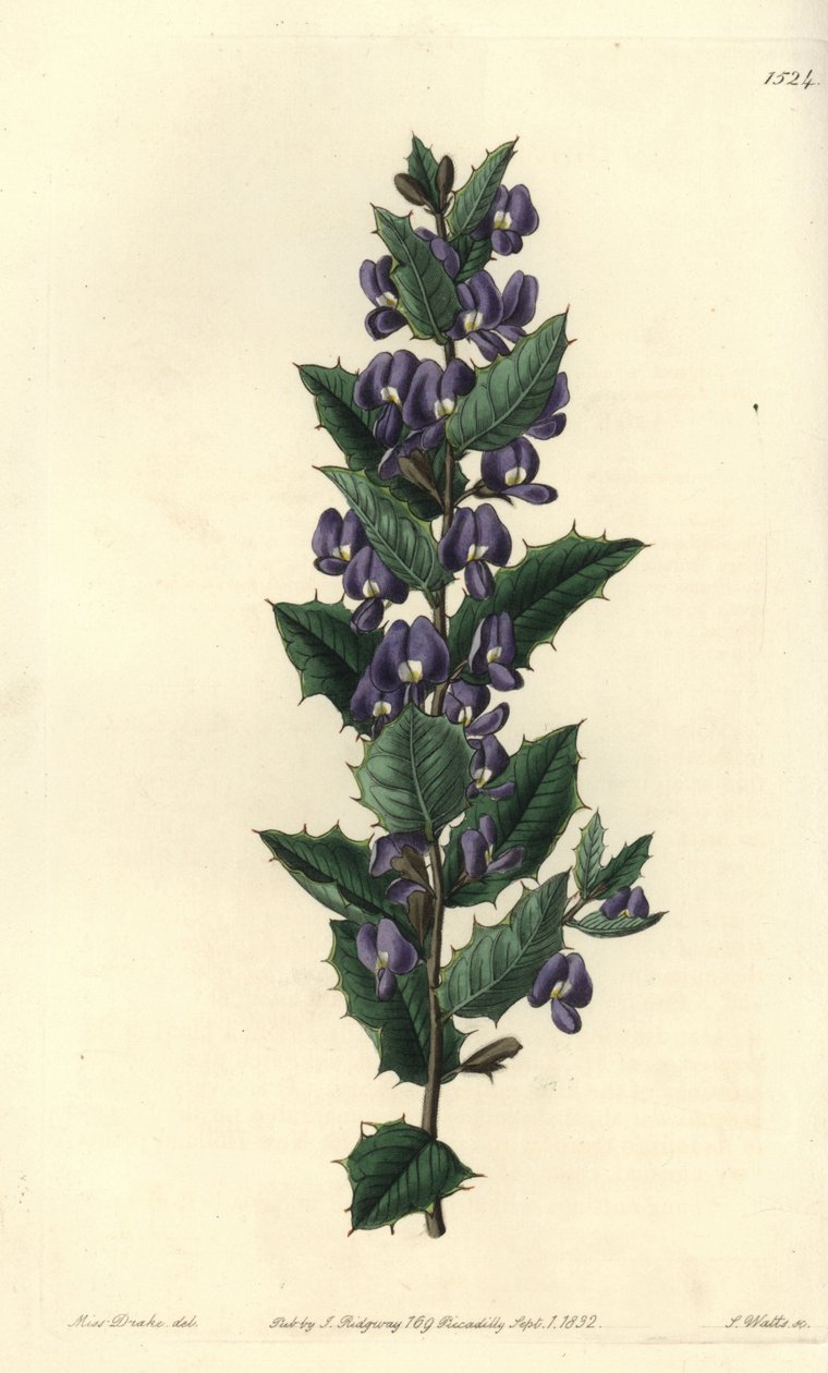 Australsk hovea busk variete - Hovea chorizemifolia (Chorozemma-bladede hovea, Hovea chorozemaefolia). Håndfarvet kobberstik af S. Watts efter en illustration af Miss Sarah Drake fra Sydenham Edwards