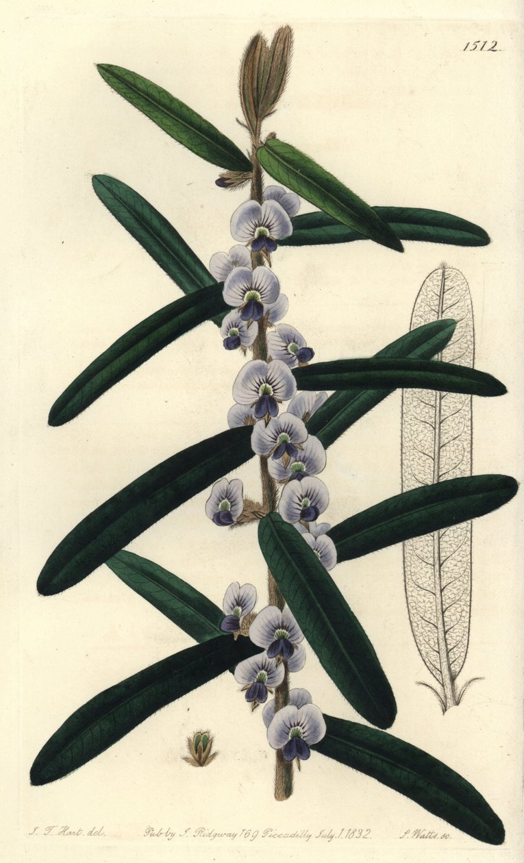 Australsk hovea busk sort - Shaggy hovea, Hovea villosa. Håndkoloreret kobberstik af S. Watts efter illustration af J.T. Hart fra Sydenham Edwards