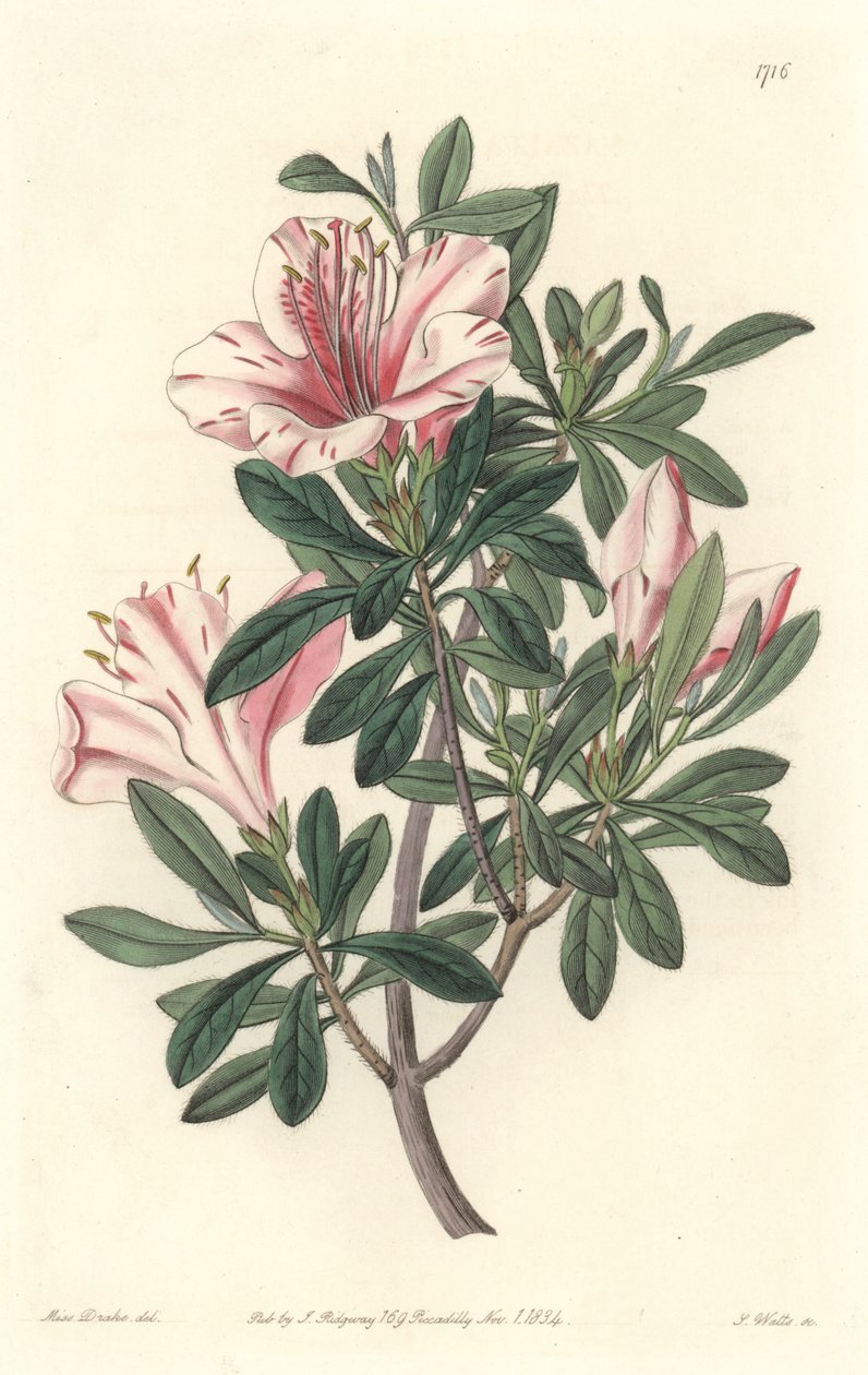 Azalee of Florists - S. Watts Strong Water fra en illustration af Sarah Anne Drake (1803-1857), fra Botanical Register af Sydenham Teast Edwards