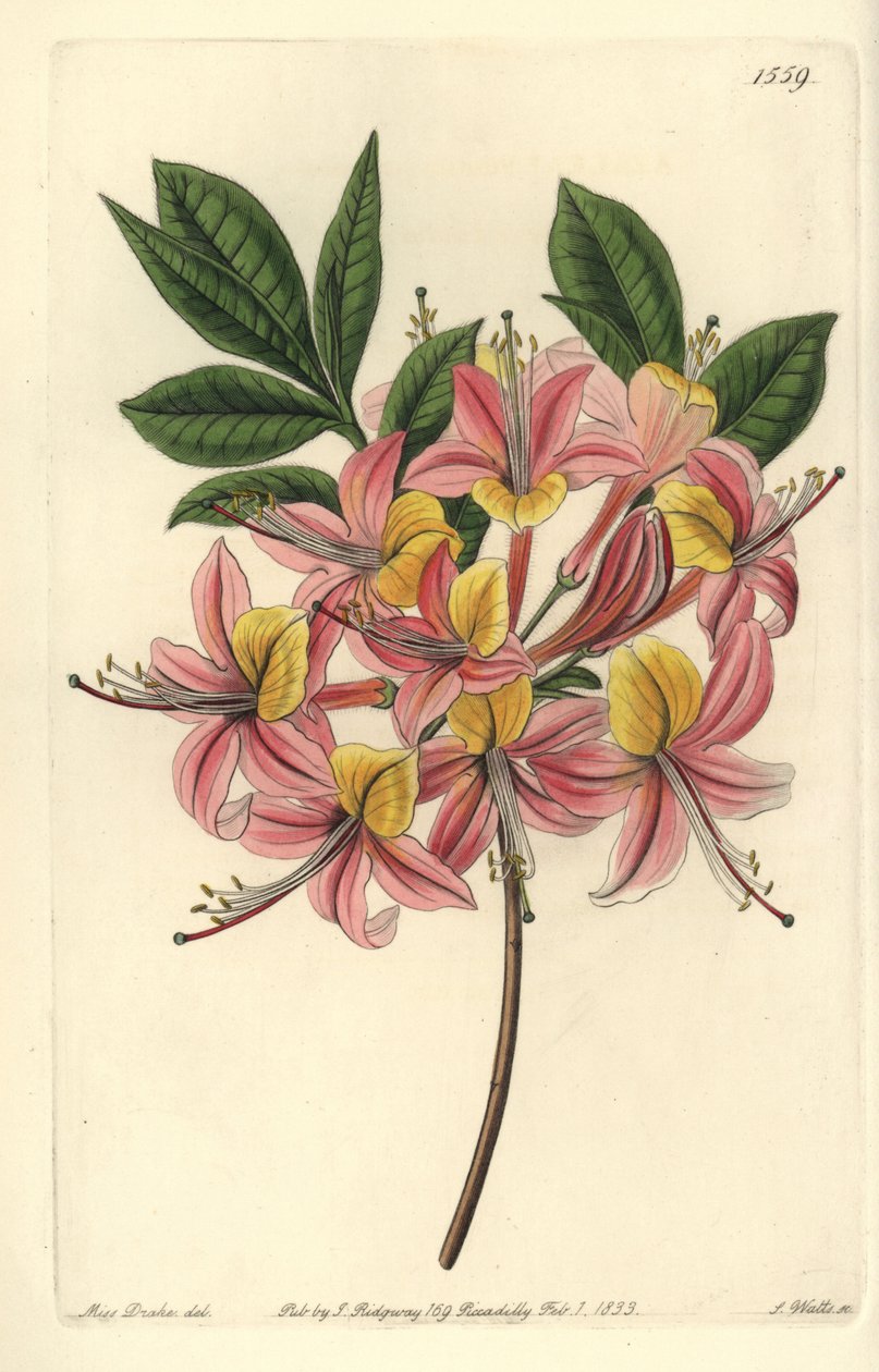 Azalee pontic yellow - Gul azalea, Rhododendron luteum (Changeable Pontic azalea, Azalea pontica versicolor). Håndfarvet kobberstik af S. Watts efter en illustration af Miss Sarah Drake fra Sydenham Edwards