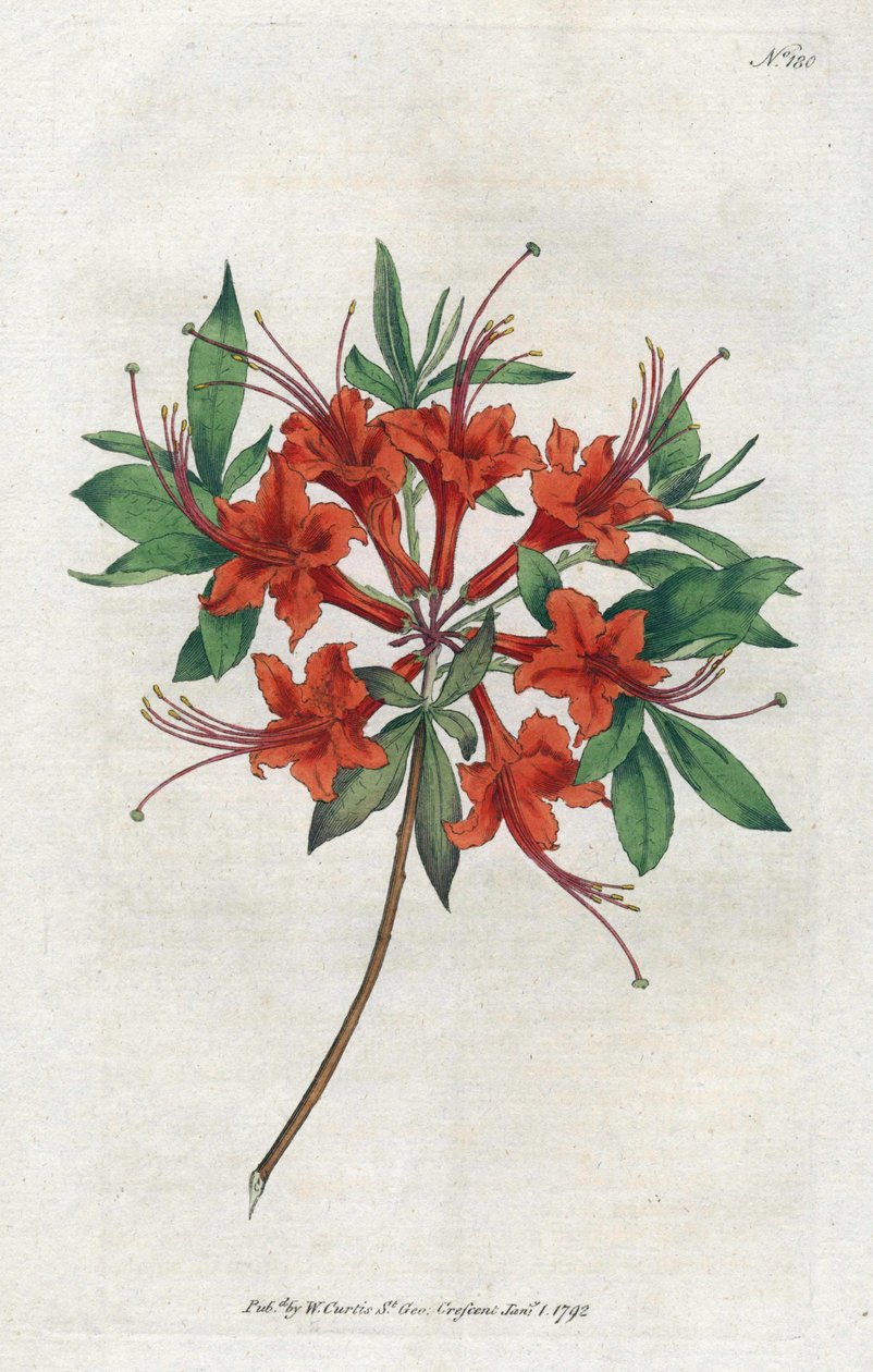 Azalee med bare blomster (Rhododendron periclymenoides) - Litografi af Sydenham Edwards (1768-1819), tallerken fra Botanical Magazine af William Curtis (1746-1799) af Sydenham Teast Edwards