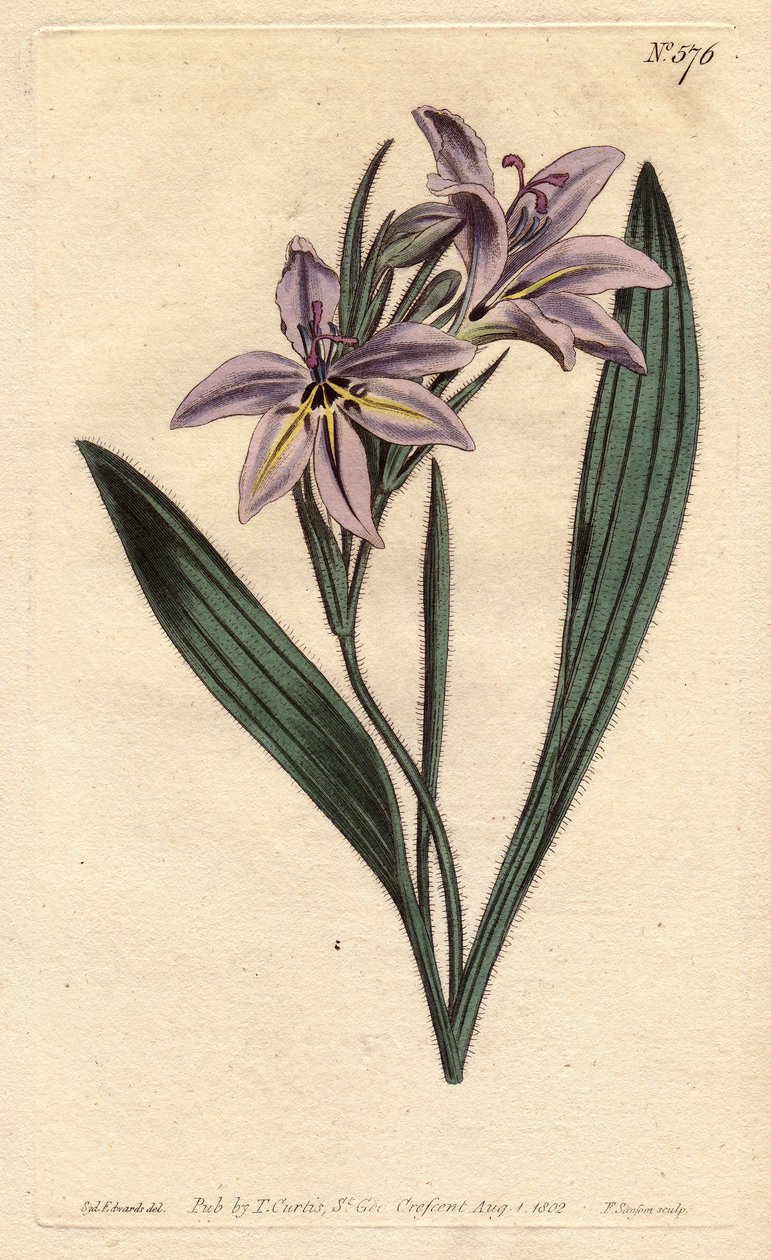 Bavianblomst med sød parfume, med lilla blomster blege. Sød duftende babiana med blege lilla blomster. Babiana plicata. Håndfarvet kobberstik fra en botanisk illustration af Sydenham Edwards fra William Curtis