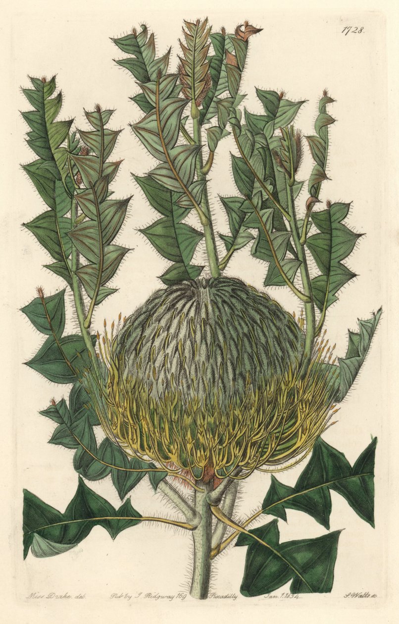 Banksia speciosa, oprindeligt fra Australien - S. Watts stærkt vand fra en illustration af Sarah Anne Drake (1803-1857), fra det botaniske register af Sydenham Teast Edwards