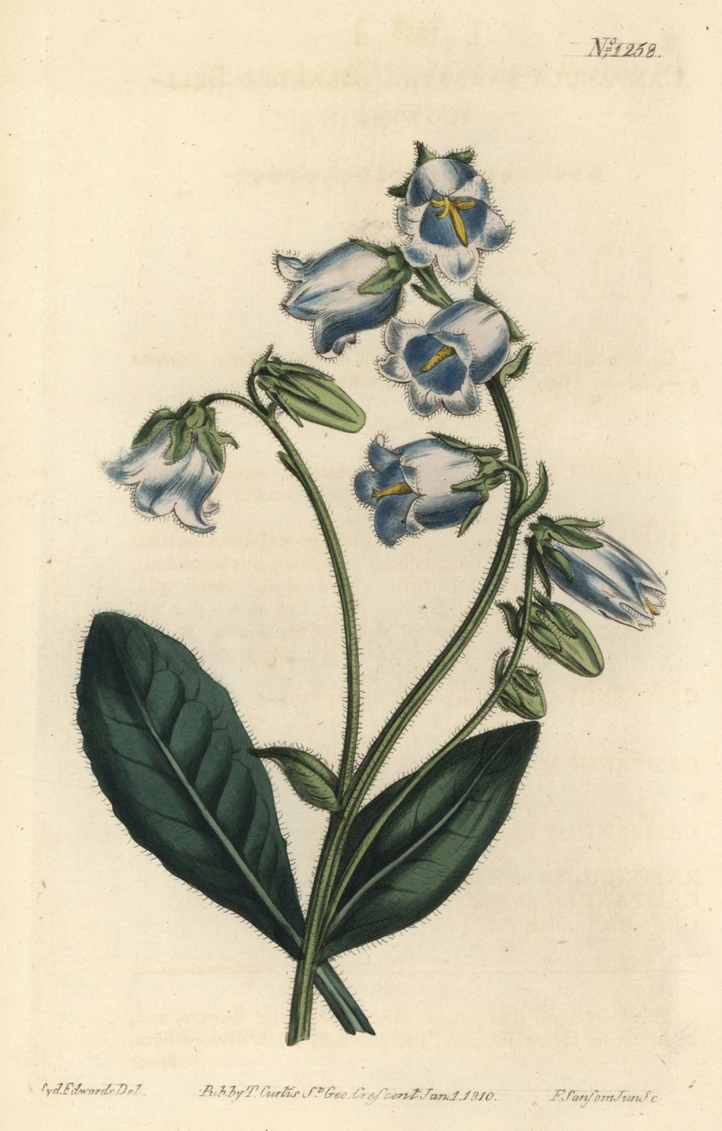Barbue - Skæggede klokkeblomst, Campanula barbata - Håndfarvet kobberstik af F. Sansom Jr. efter en illustration af Sydenham Edwards fra William Curtis