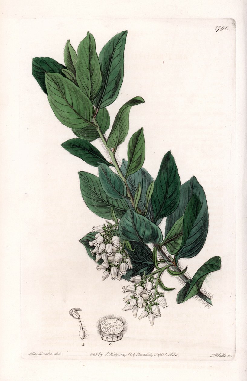 Bear Grape, oprindeligt fra Californien - graveret af S.Watts, fra en illustration af Sarah Anne Drake (1803-1857), fra Botanical Register of Sydenham Edwards (1768-1819), England af Sydenham Teast Edwards