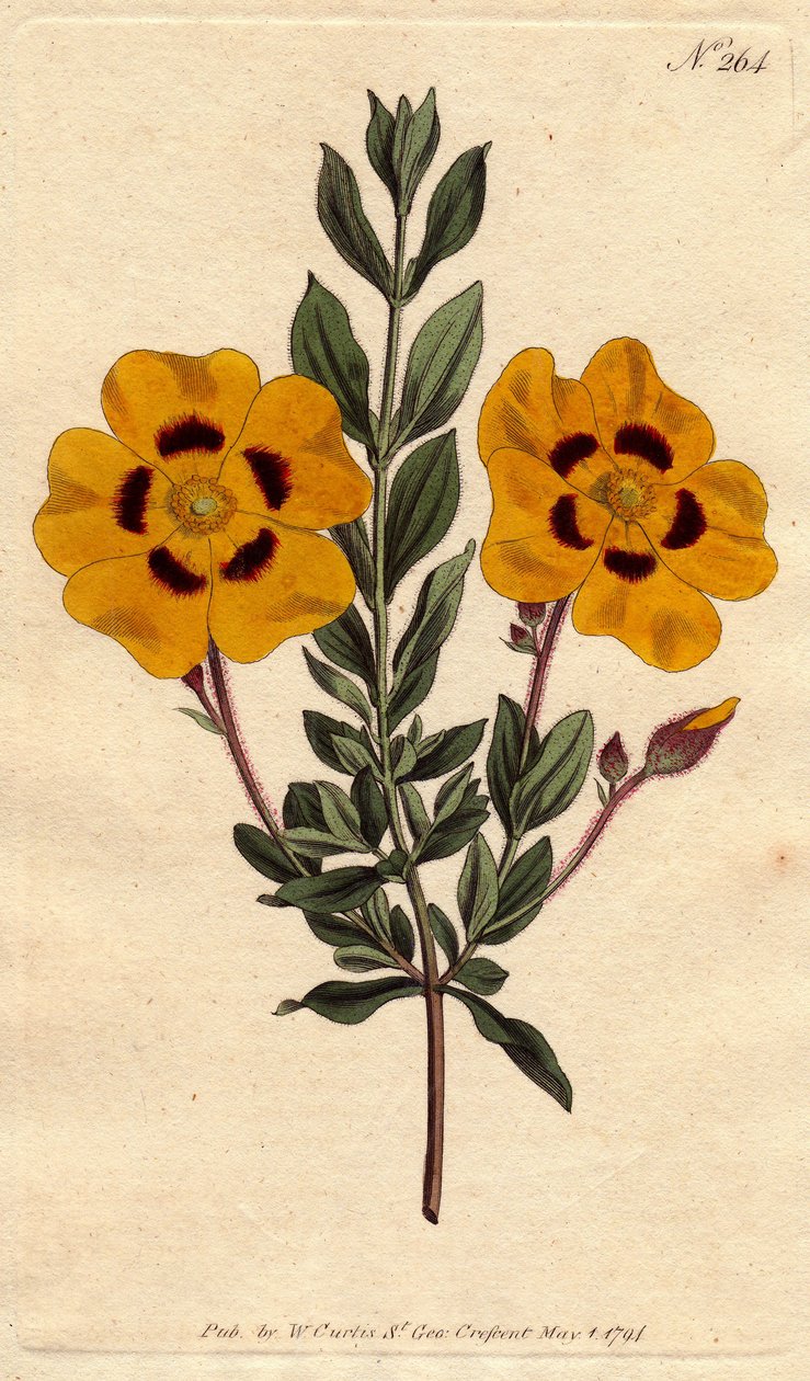 Smuk cist har lyse gule blomster dekoreret med crimson. Smuk cistus med levende gule blomster dekoreret med crimson. Cistus formosus. Håndfarvet kobberstik fra en botanisk illustration af Sydenham Edwards fra William Curtis
