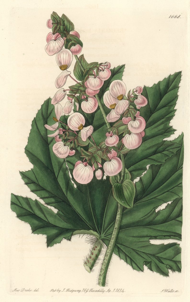 Begonia har lyserøde blomster, hjemmehørende i Mexico - Stærkt vand af S. Watts fra en illustration af Sarah Anne Drake (1803-1857), fra det botaniske register af Sydenham Teast Edwards