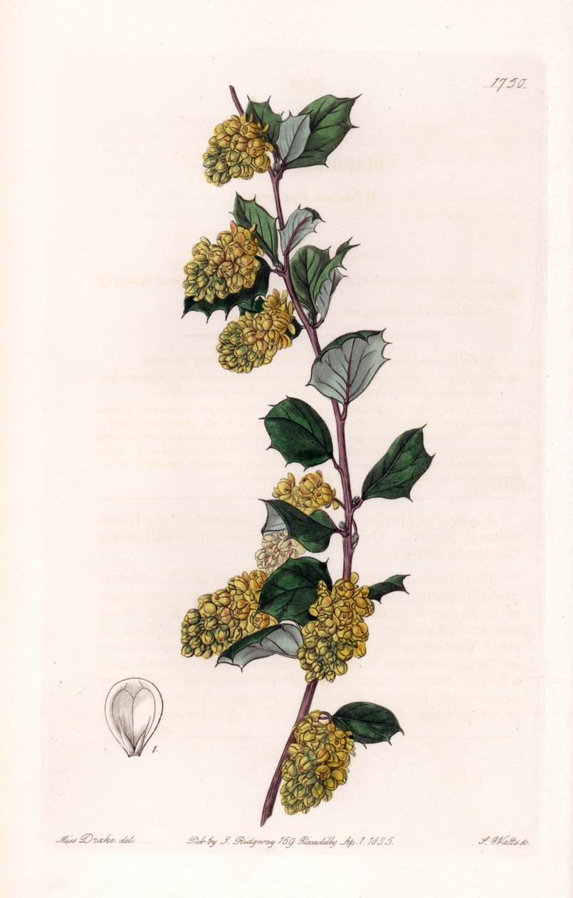 Berberis - Plade graveret af S.Watts, fra en illustration af Sarah Anne Drake (1803-1857), fra Botanical Register of Sydenham Edwards (1768-1819), England af Sydenham Teast Edwards