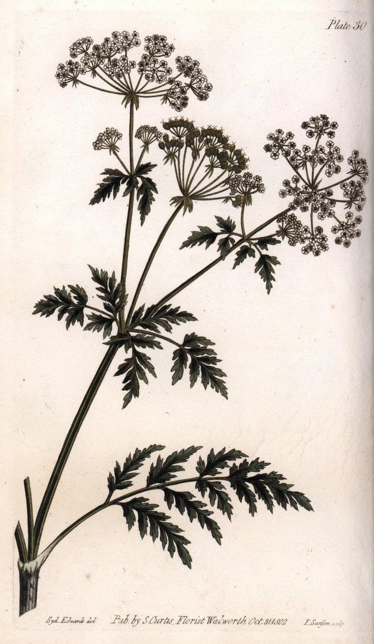 Stor hemlock. Farvet kobberstik, illustration af Sydenham Edwards (1768-1819) til Conferences of Botanical, Botanical Garden of Lambeth (England) af Sydenham Teast Edwards