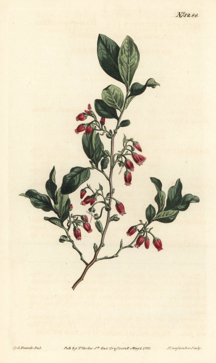 Sort huckleberry, Gaylussacia baccata (rødblomstret klamme bær, Vaccinium resinosum) - Håndfarvet kobberstik af F. Sansom Jr. efter en illustration af Sydenham Edwards fra William Curtis