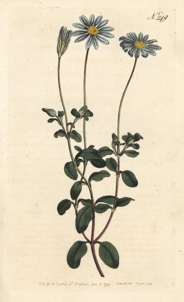 Blue Package, Felicie, Cape Margarita eller Cape Aster - Blå tusindfryd, Felicia amelloides (blåblomstret cineraria eller Cape aster, Cineraria amelloides) - Håndfarvet kobberstik af Sansom efter en illustration af Sydenham Edwards fra William Curtis