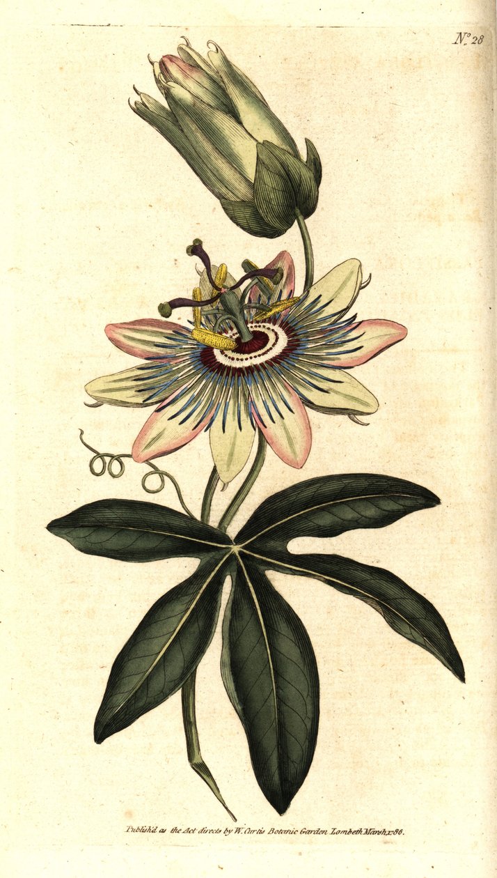 Blå Passiflora - Almindelig passionsblomst, Passiflora caerulea. Håndkoloreret kobberstik efter en botanisk illustration af Sydenham Edwards fra William Curtis