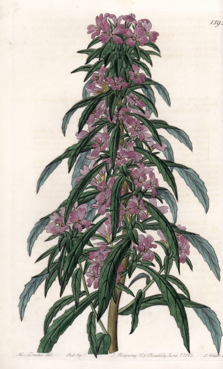 Boisduvalia variete, tætblomstret epilobe - Indgraveret tavle af S.Watts, fra en illustration af Sarah Anne Drake (1803-1857), fra Botanical Register of Sydenham Edwards (1768-1819), England af Sydenham Teast Edwards