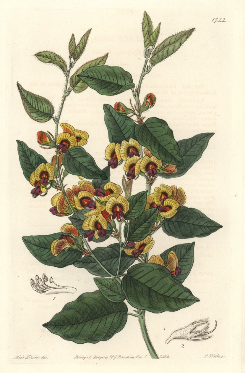 Bossiaea a grade blomster, australske originanire - S. Watts stærkt vand fra en illustration af Sarah Anne Drake (1803-1857), fra det botaniske register af Sydenham Teast Edwards
