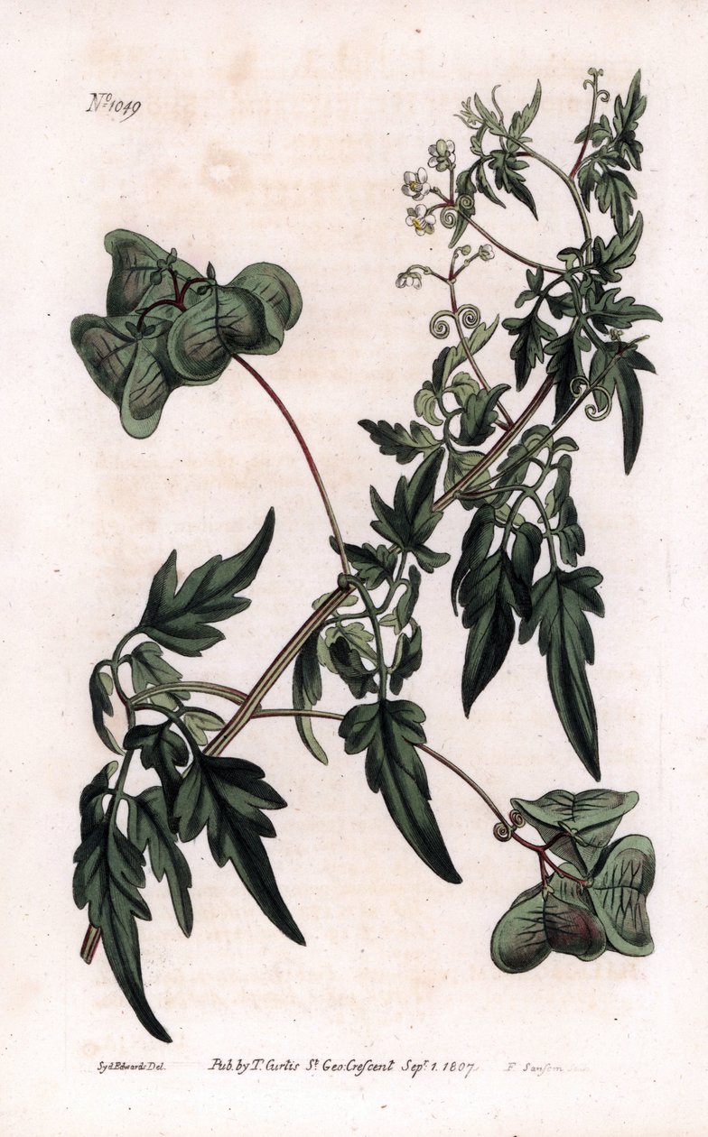 Botanik: cardiosperm eller hjerteærter. Glat hjertefrø eller ballonplante, Cardiospermum halicacabum. Håndkoloreret kobberstik af F. Sansom efter en illustration af Sydenham Edwards fra William Curtis