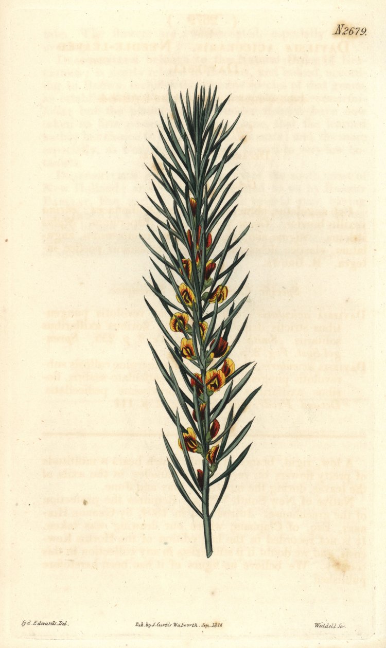 Gren med nåle af en busk Daviesia Aicularis, hjemmehørende i Australien. Illustration af Sydenham Edwards, gravering af Weddell. Eau forte i The Curtis Botanical Magazine, af Samuel Curtis af Sydenham Teast Edwards