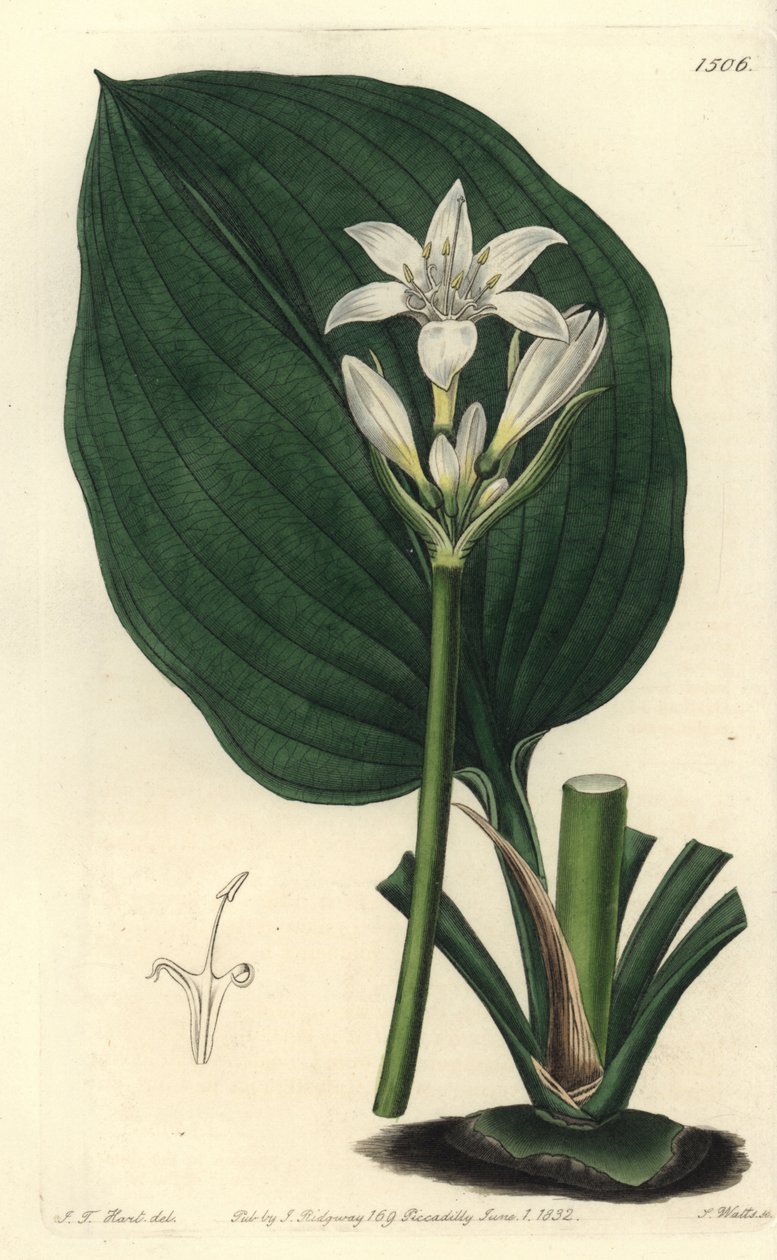 Brisbane lilje, Proiphys cunninghamii (Mr. Cunninghams eurycles, Eurycles cunninghamii). Håndkoloreret kobberstik af S. Watts efter illustration af J.T. Hart fra Sydenham Edwards