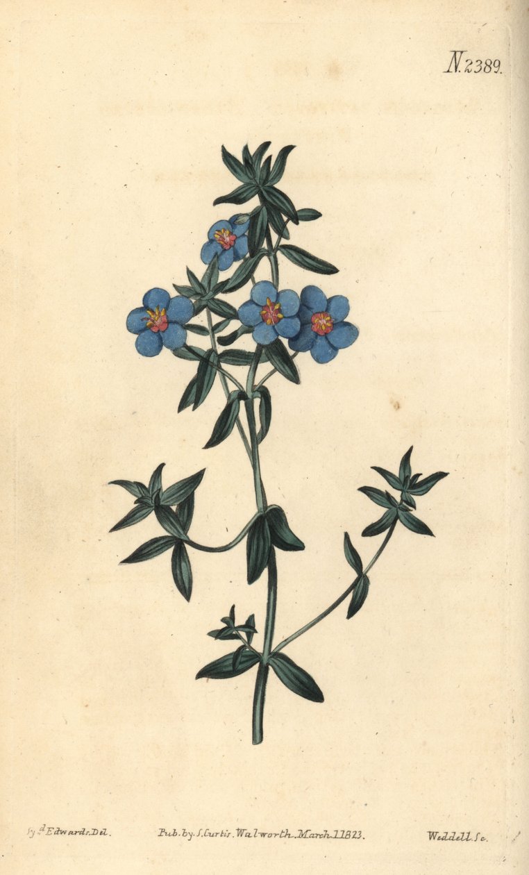 Bredbladet pimpernel, Anagallis latifolia. Håndfarvet kobberstik af Weddell efter en botanisk illustration af Sydenham Edwards fra William Curtis