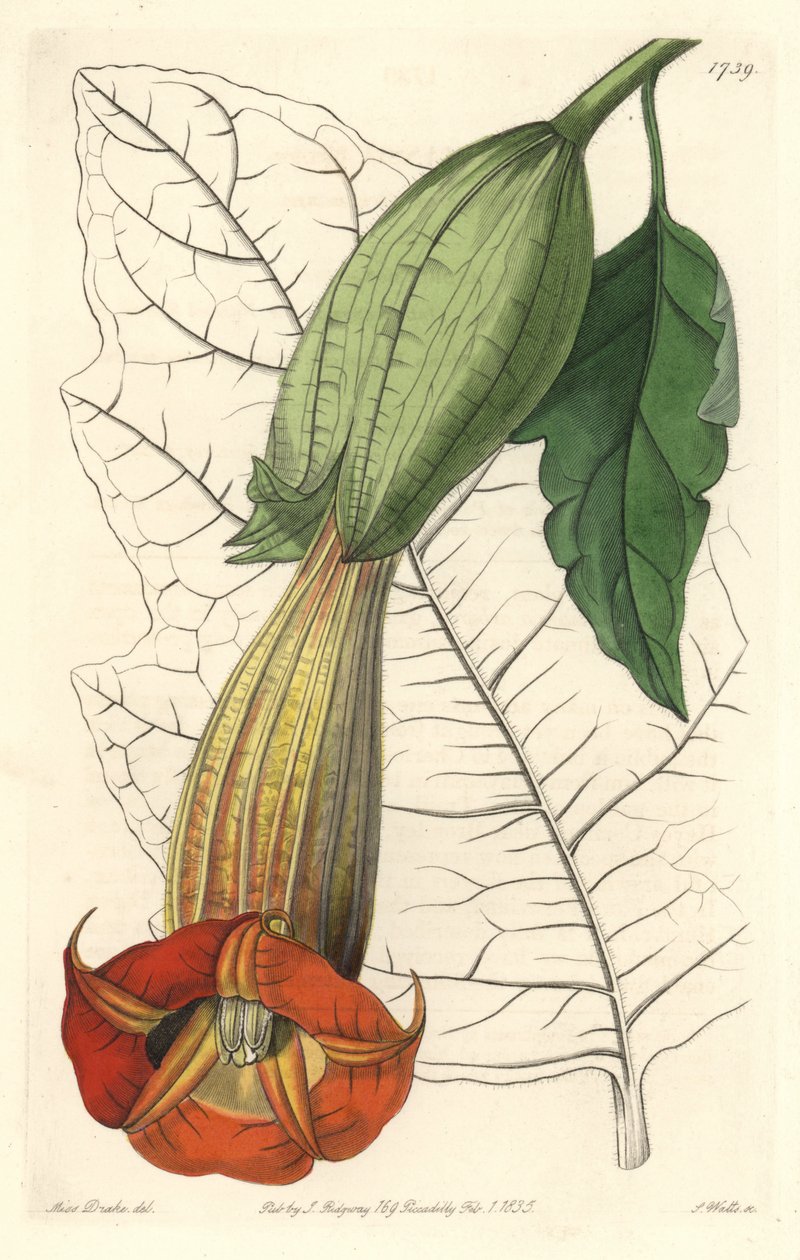 Brugmansia ecarlate eller trompet af engle ecarlate, hjemmehørende i Sydamerika - Strong water af S. Watts fra en illustration af Sarah Anne Drake (1803-1857), fra det botaniske register af Sydenham Teast Edwards