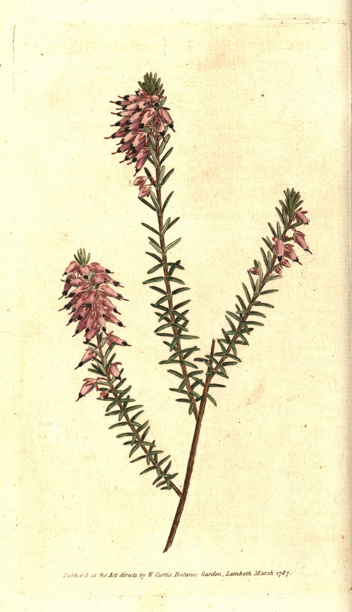 Bruyere carnee, Bruyere farve af kød, Bruyere af sneen eller Bruyere of the Alps - Urteagtig hede, Erica herbacea. Håndfarvet kobberstik efter en botanisk illustration af Sydenham Edwards fra William Curtis