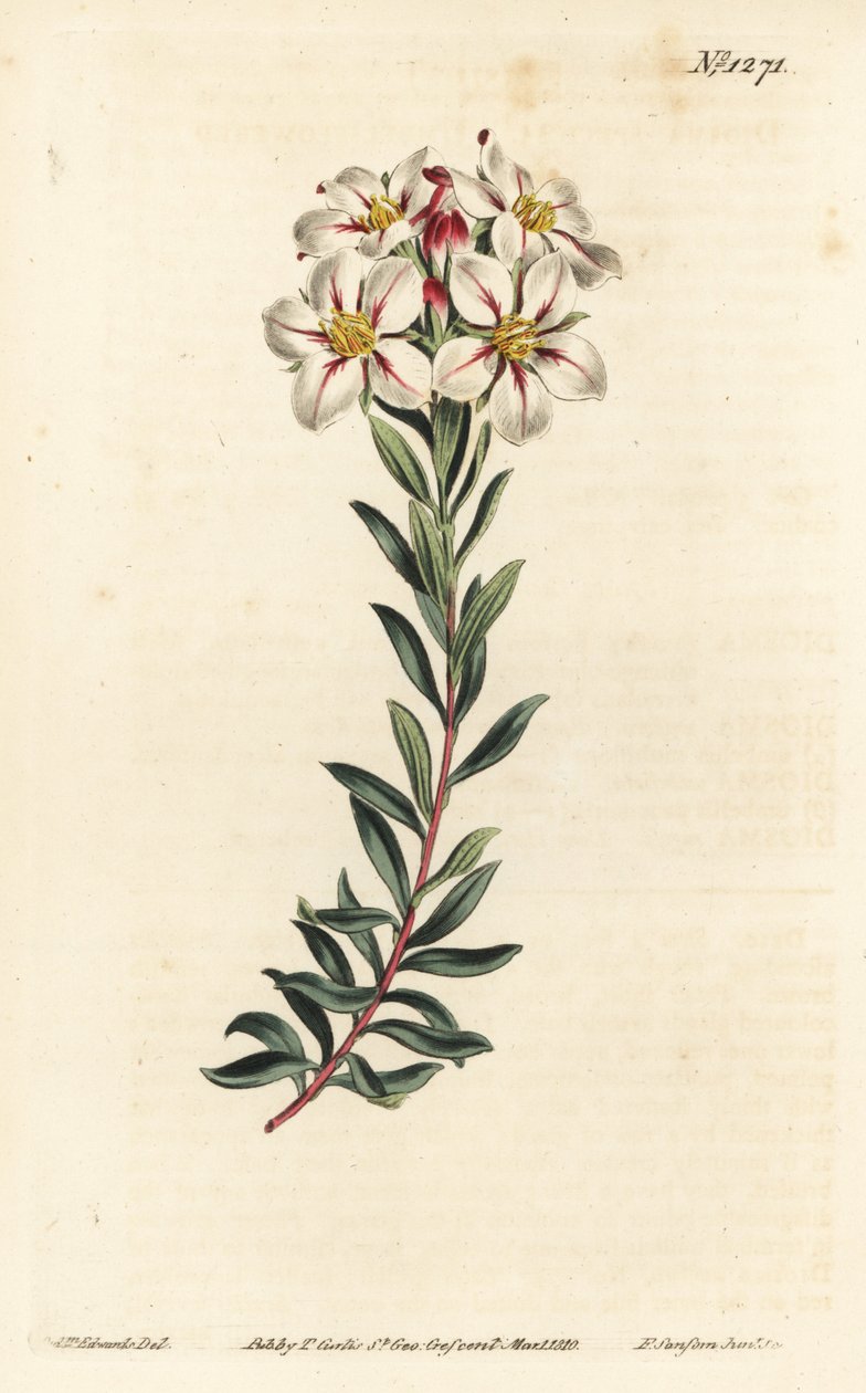 Buchu, Adenandra villosa (Umbel-flowered diosma, Diosma speciosa) - Håndfarvet kobberstik af F. Sansom Jr. efter en illustration af Sydenham Edwards fra William Curtis