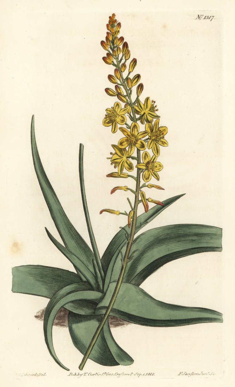 Bulbine variete - Bulbine alooides (Aloe-leaved anthericum, Anthericum alooides). Håndfarvet kobberstik af F. Sansom Jr. efter en illustration af Sydenham Edwards fra William Curtis