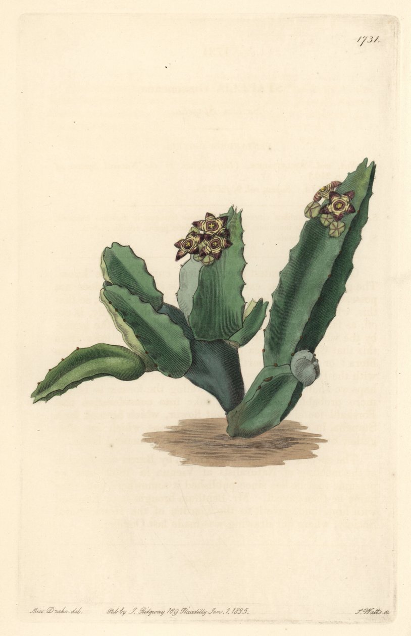 Cactus Caralluma, indfødt på Sicilien - Stærkt vand af S. Watts fra en illustration af Sarah Anne Drake (1803-1857), fra det botaniske register af Sydenham Teast Edwards