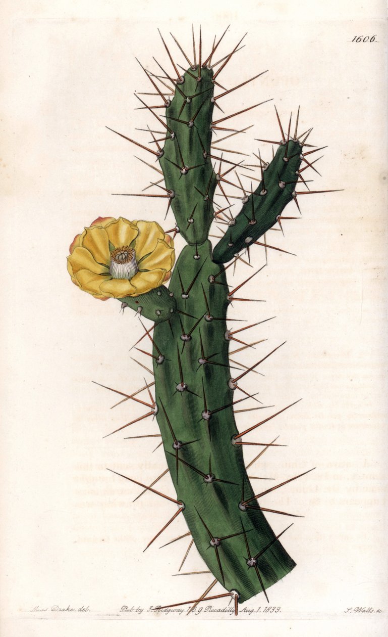 Kaktusartikel, variant af stikkende figentræer - Plade indgraveret af S.Watts, fra en illustration af Sarah Anne Drake (1803-1857), fra Botanical Register of Sydenham Edwards (1768-1819), England af Sydenham Teast Edwards