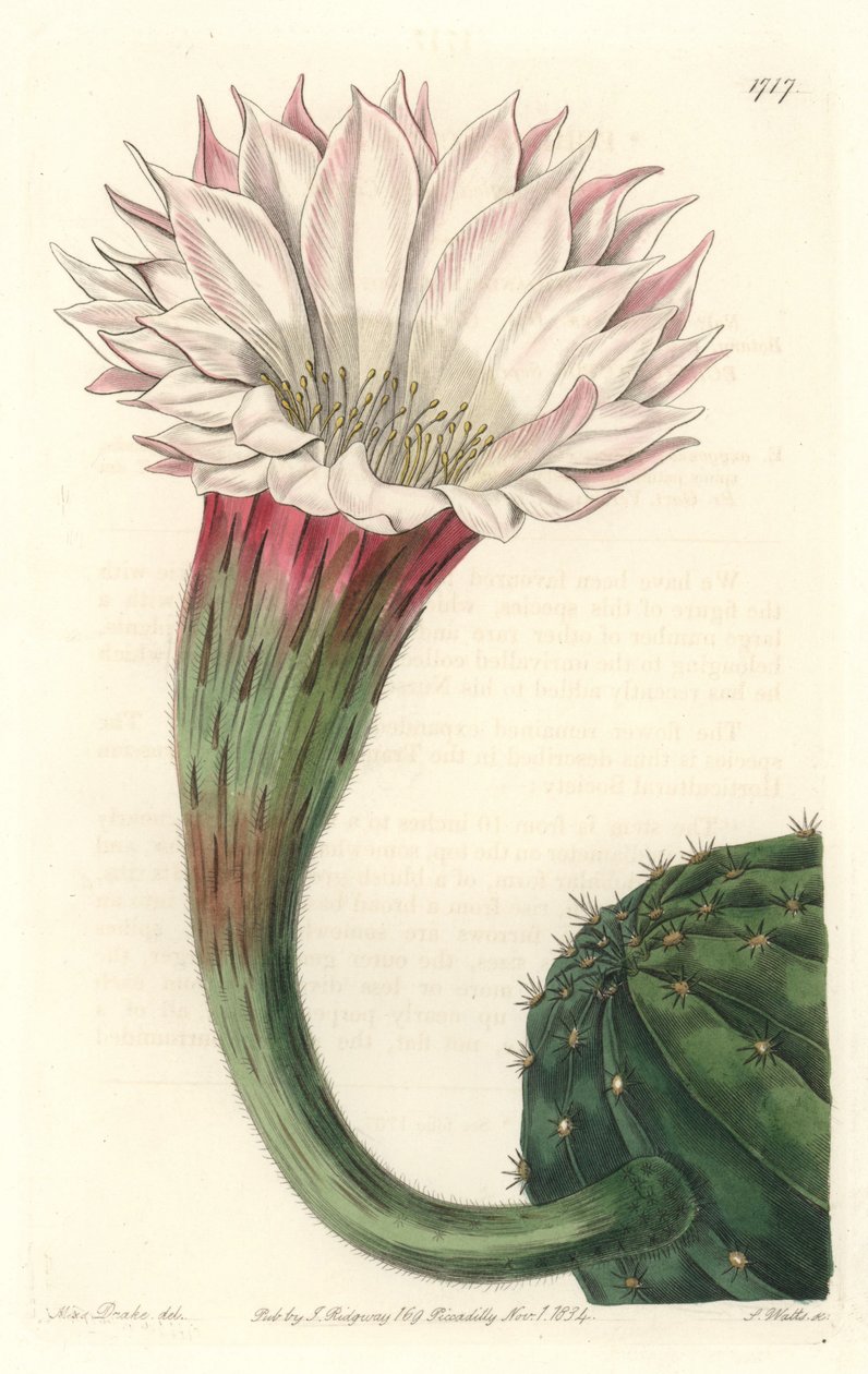 Kaktus søpindsvin eller kugle af Moses, i blomst, hjemmehørende i Brasilien - Stærkt vand af S. Watts fra en illustration af Sarah Anne Drake (1803-1857), fra det botaniske register af Sydenham Teast Edwards