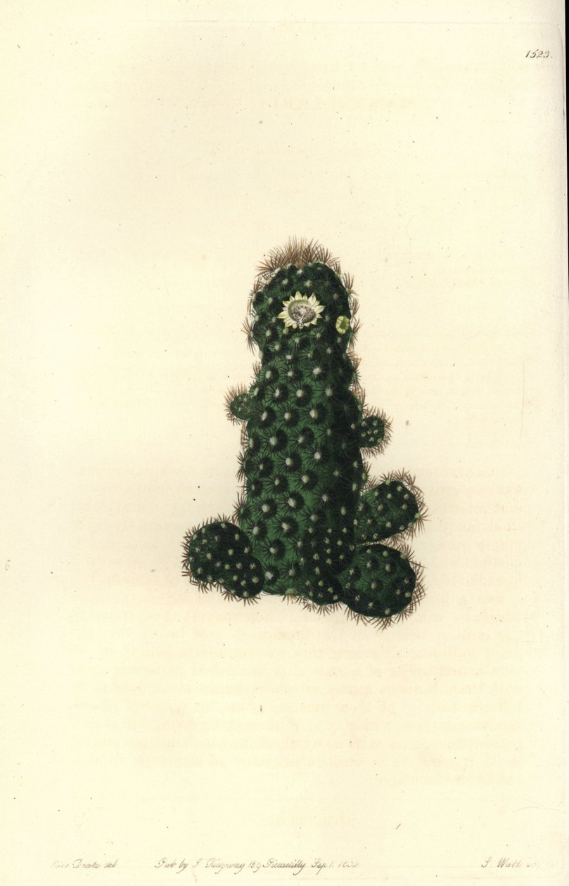 Cactus tenuis (Taper mammillaria, Mammillaria tenuis). Håndkoloreret kobberstik af S. Watts efter en illustration af Miss Sarah Drake fra Sydenham Edwards