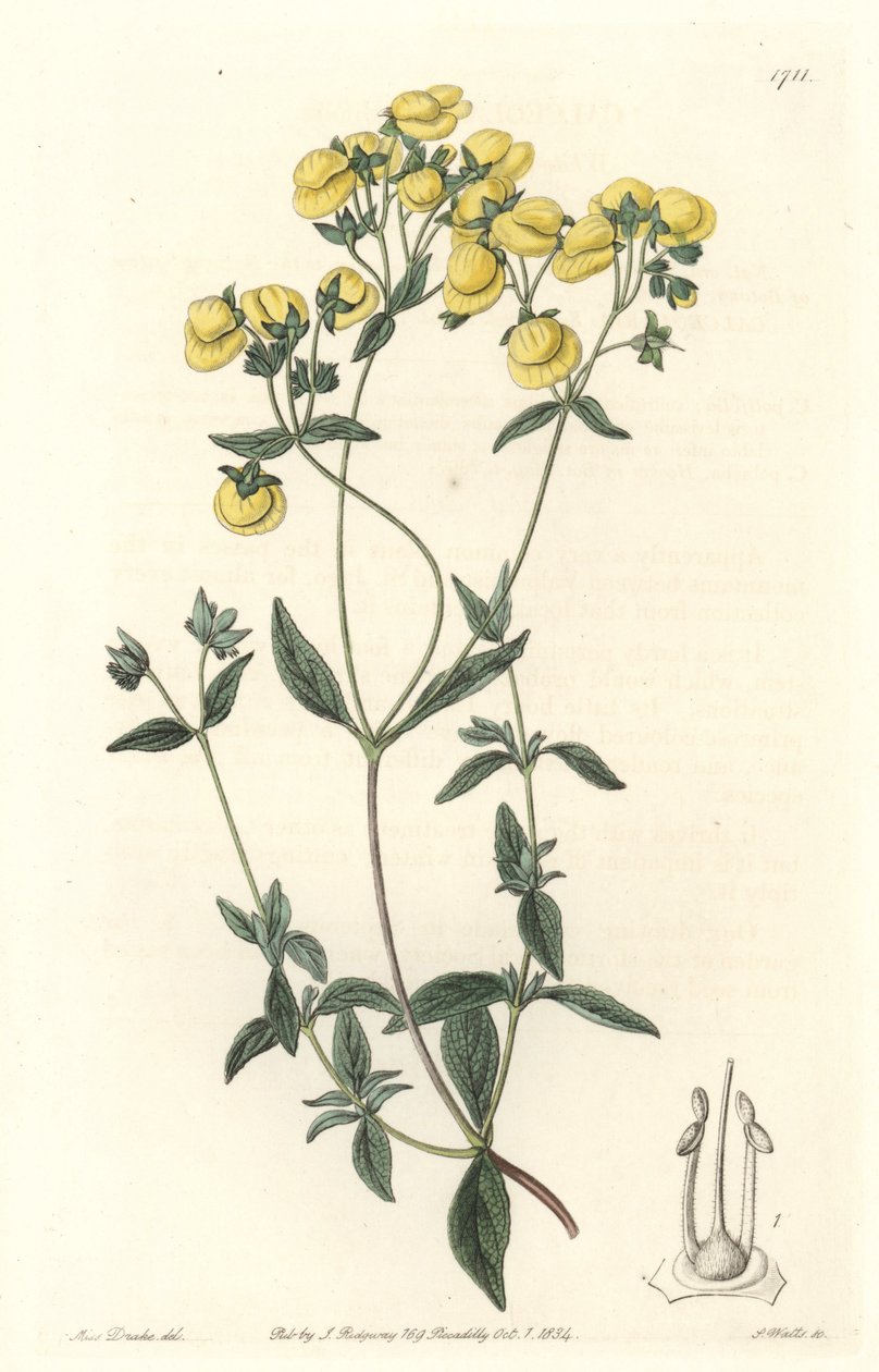 Calceolaire eller lille tøffel eller pung af dame, hjemmehørende i Chile - Water forte af S. Watts fra en illustration af Sarah Anne Drake (1803-1857), fra det botaniske register af Sydenham Teast Edwards