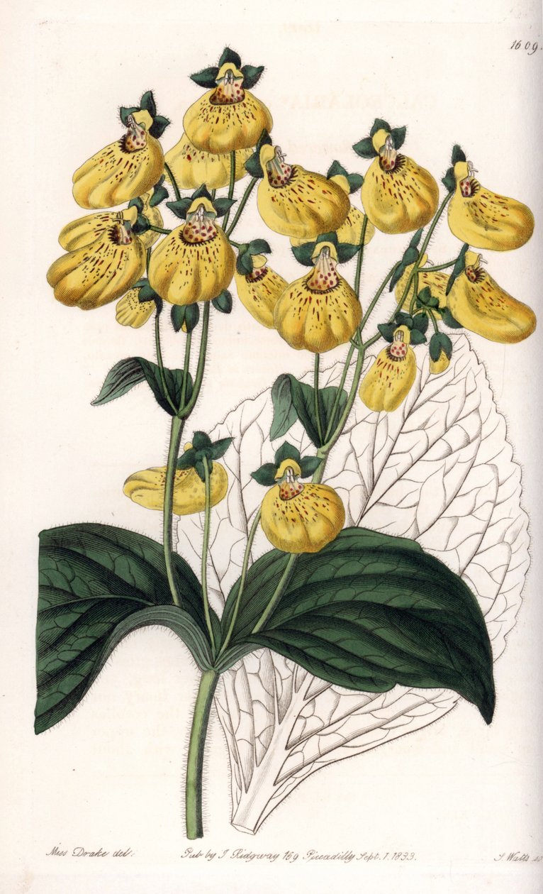 Calceolary eller lille tøffel, med gule blomster - Stikket tavle af S.Watts, efter en illustration af Sarah Anne Drake (1803-1857), fra Sydenham Edwards