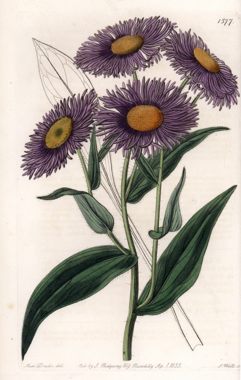 California Erigeron - Plade graveret af S.Watts, fra en illustration af Sarah Anne Drake (1803-1857), fra Botanical Register of Sydenham Edwards (1768-1819), England af Sydenham Teast Edwards
