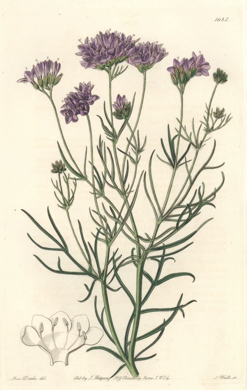California Gilia - S. Watts Strong Vand efter en illustration af Sarah Anne Drake (1803-1857), fra Botanical Register af Sydenham Teast Edwards