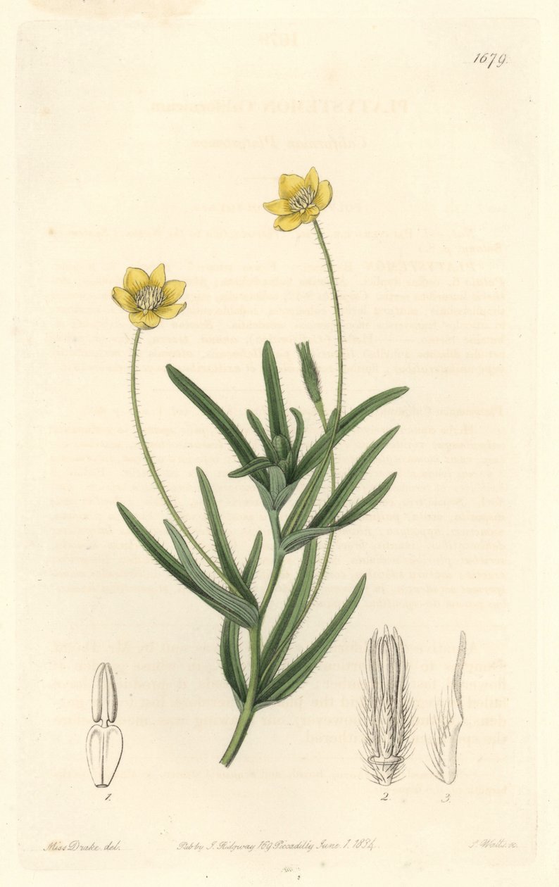 California Platystemon - S. Watts Strong Water fra en illustration af Sarah Anne Drake (1803-1857), fra det botaniske register af Sydenham Teast Edwards