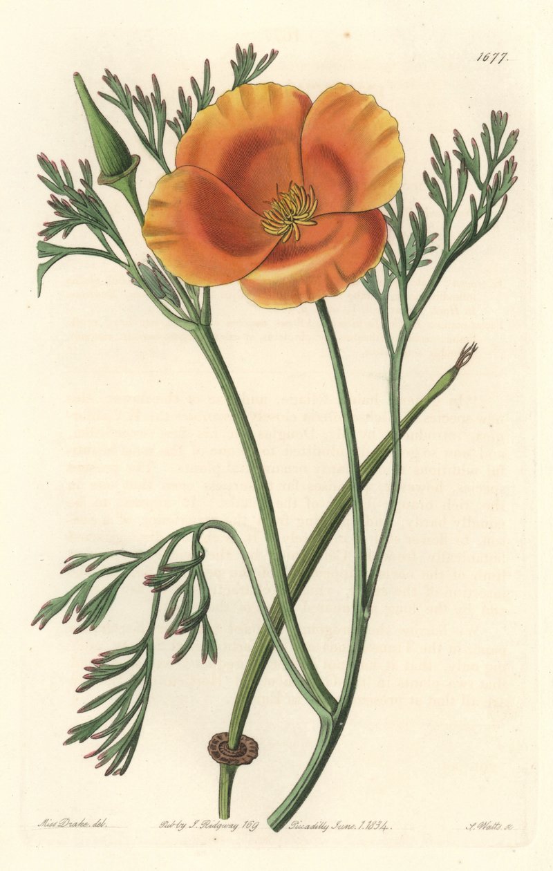 Californisk valmue eller amerikansk valmue - S. Watts stærkt vand fra en illustration af Sarah Anne Drake (1803-1857), fra det botaniske register af Sydenham Teast Edwards