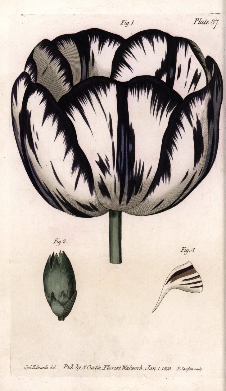 Calisse af tulipan og nellike girofle eller nelliker blomsterhandlere. Farvet kobberstik, illustration af Sydenham Edwards (1768-1819) til Conferences of Botanical, Botanical Garden of Lambeth (England) af Sydenham Teast Edwards