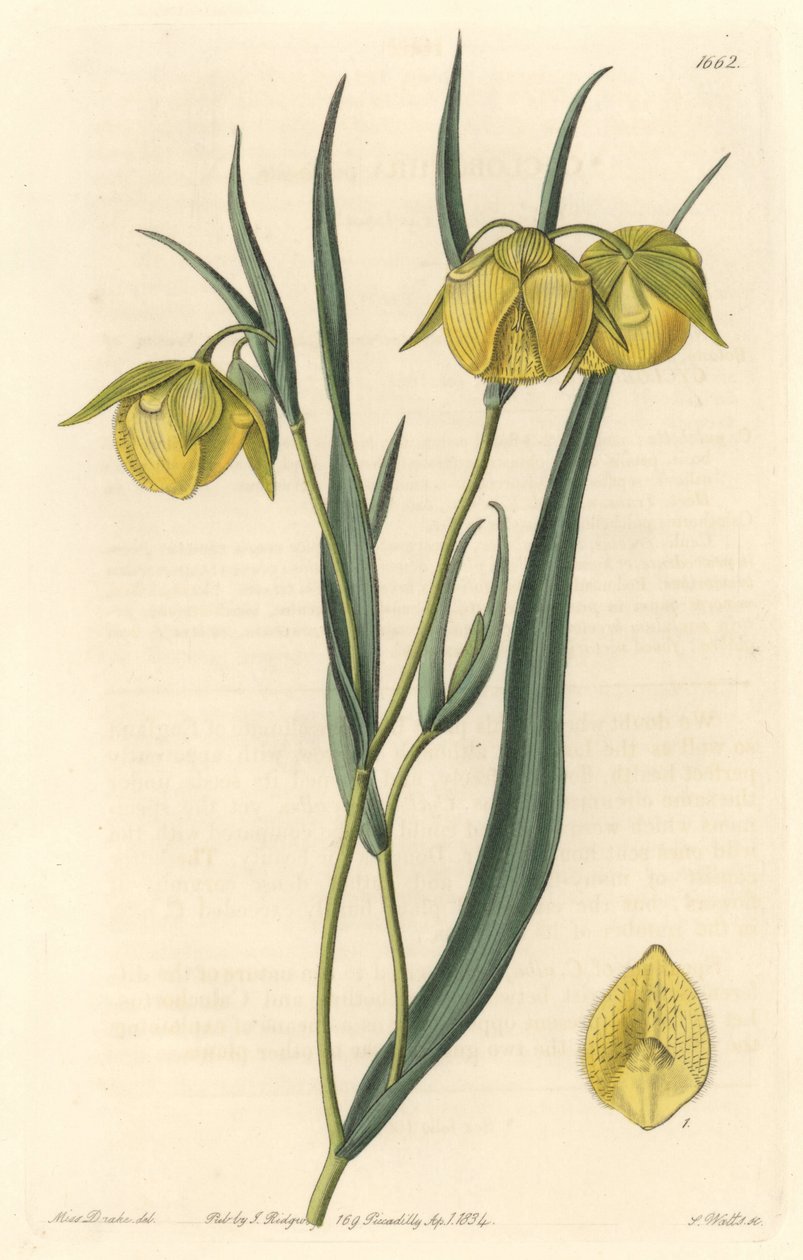Calochortus (mariposa) eller cyclobothre med gule blomster, hjemmehørende i Californien - S. Watts stærkt vand fra en illustration af Sarah Anne Drake (1803-1857), fra det botaniske register af Sydenham Teast Edwards