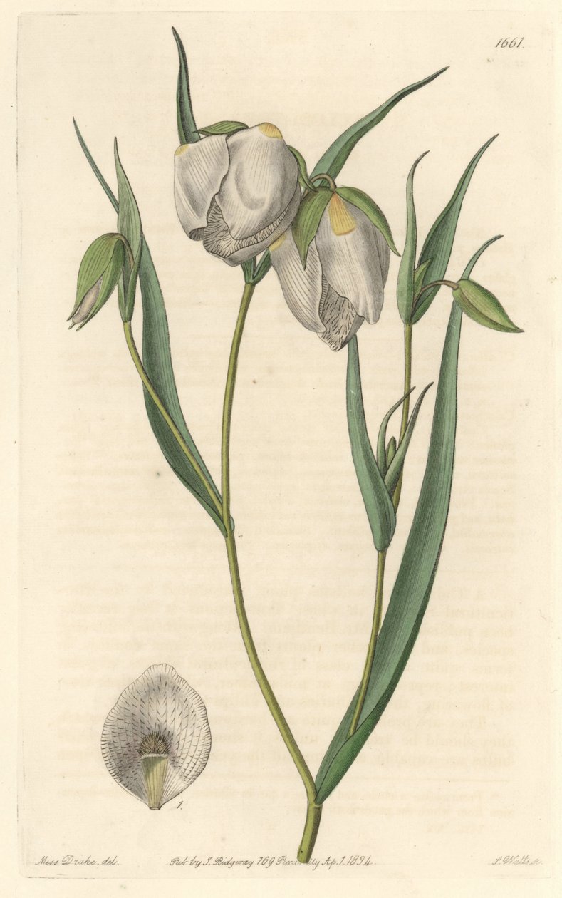 Calochorte (mariposa) eller hvidblomstret cyclobothre, hjemmehørende i Californien - S. Watts stærkt vand fra en illustration af Sarah Anne Drake (1803-1857), fra det botaniske register af Sydenham Teast Edwards