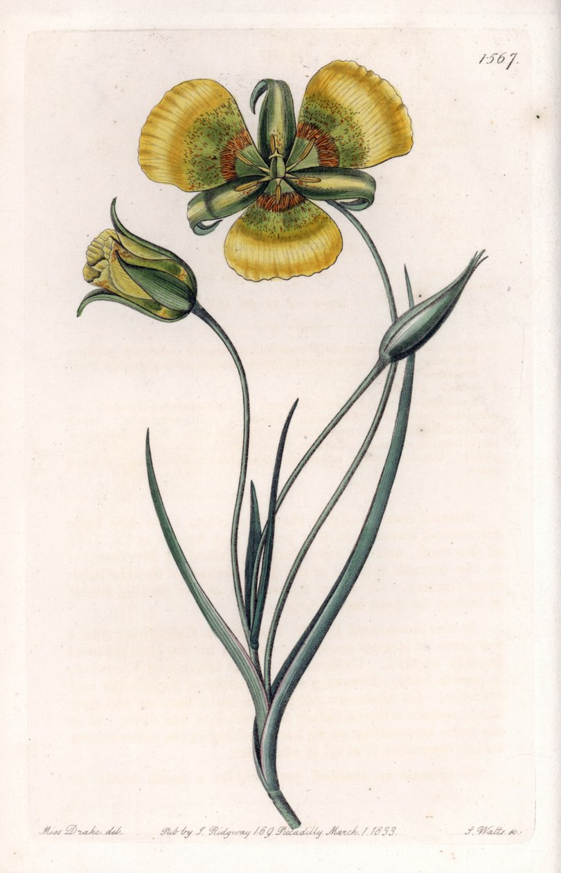 Calochortus har store gule blomster - Indgraveret tavle af S.Watts, fra en illustration af Sarah Anne Drake (1803-1857), fra Botanical Register of Sydenham Edwards (1768-1819), England af Sydenham Teast Edwards