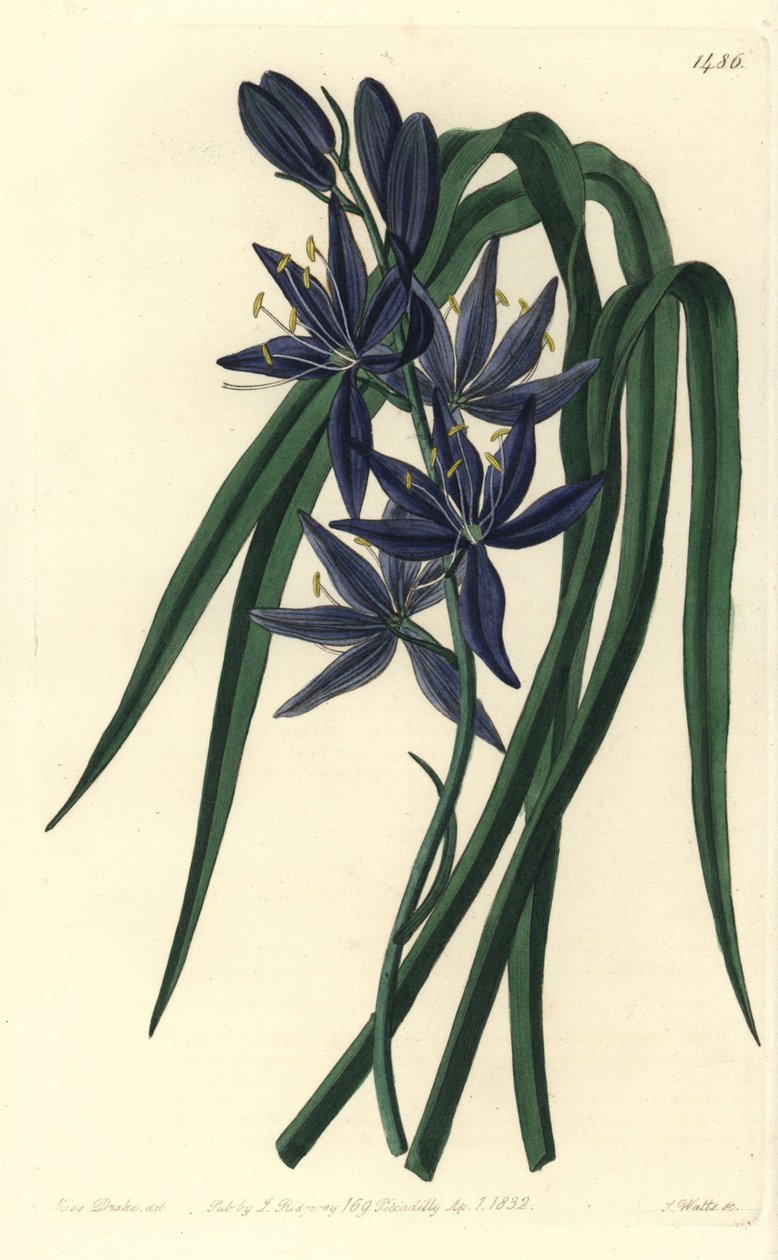 Camassie - Camash, Camassia quamash (Spiselig quamash, Camassia esculenta). Håndfarvet kobberstik af S. Watts efter en illustration af Sarah Drake fra Sydenham Edwards
