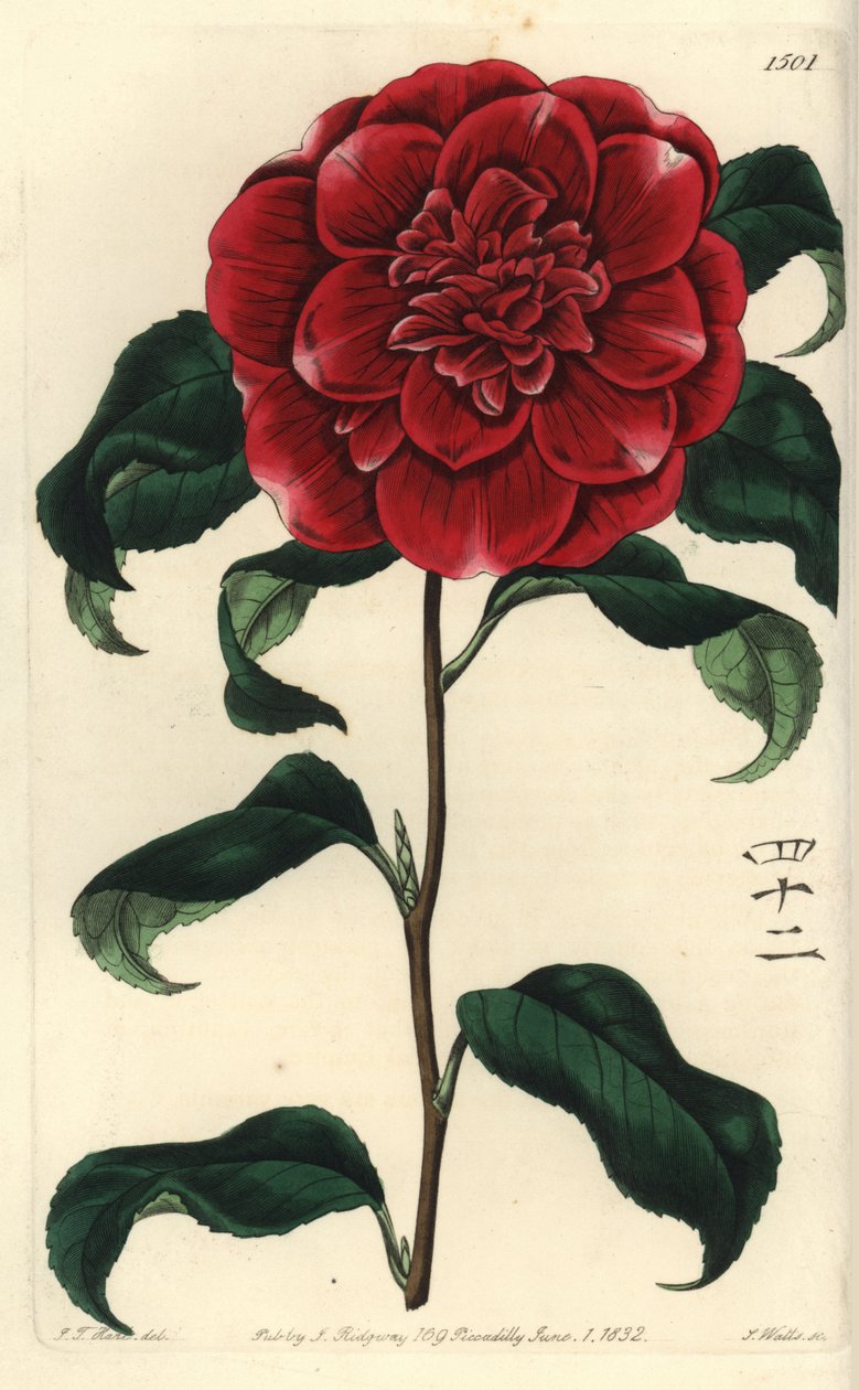 Camelia fra Japan - Mr. Reeves