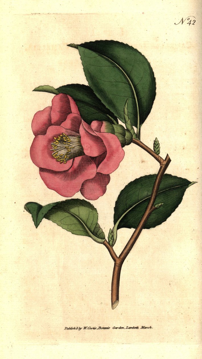 Camelia fra Japan - Rose camellia, Camellia japonica. Håndfarvet kobberstik efter en botanisk illustration af James Sowerby fra William Curtis