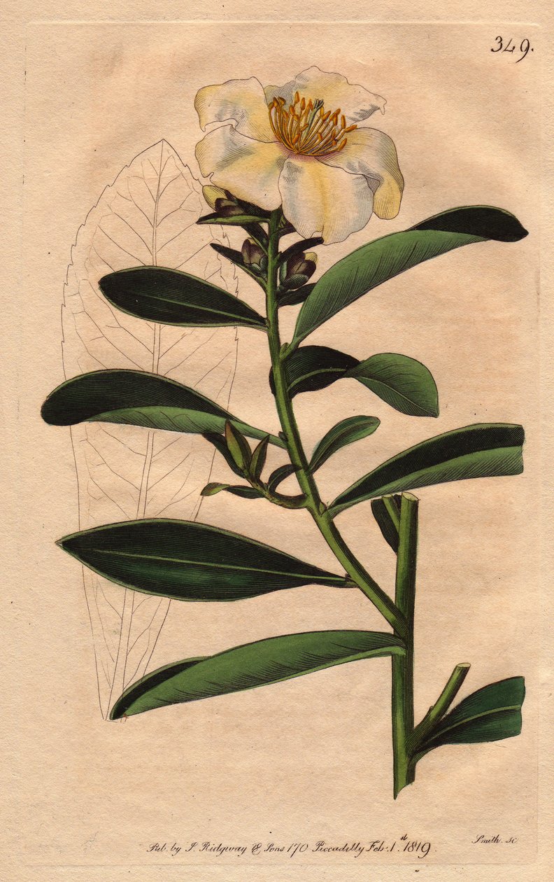 Camellia (Camelias) Penang, en hvid blomst tonet med gulligt skær til blomst. Camellia axillaris. Håndfarvet kobberstik fra en botanisk illustration af Sydenham Edwards fra William Curtis