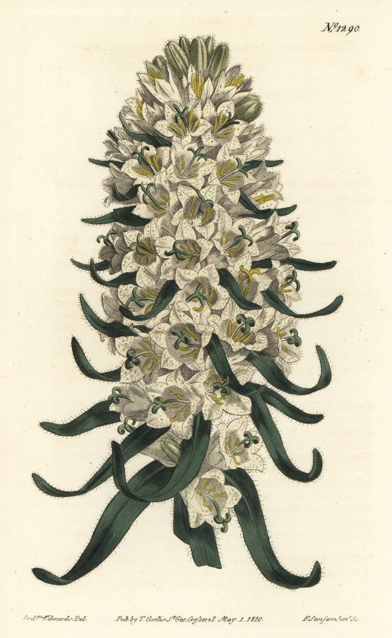 Campanula har smukke blomster - Pyrenæisk klokkeblomst, Campanula speciosa (Langpigget klokkeblomst, Campanula thyrsoidea). Håndfarvet kobberstik af F. Sansom Jr. efter en illustration af Sydenham Edwards fra William Curtis