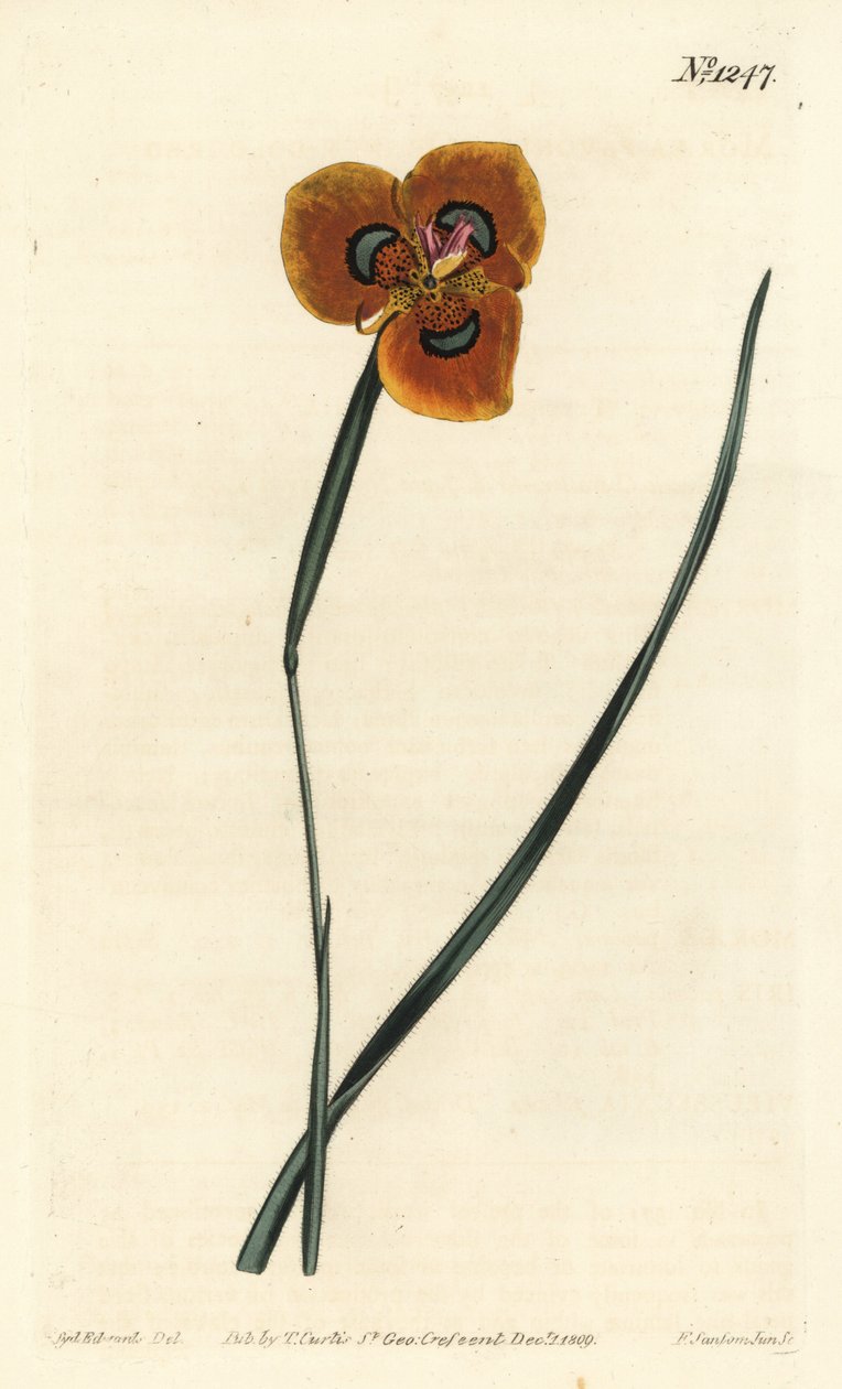 Cape Tulip - Orangefarvet moraea, Moraea tulbaghensis (Moraea pavonia). Håndfarvet kobberstik af F. Sansom Jr. efter en illustration af Sydenham Edwards fra William Curtis