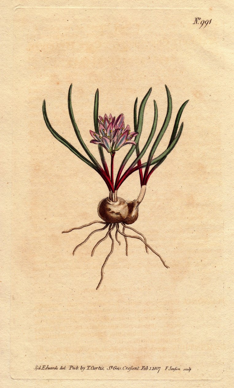 Kaphyacint, med løg, ecarlate blade og lyserød blomst. Cape Hyacinth, med løg, karminrøde blade og lyserøde blomster. Polyzena corymbosa (Massonia corymbosa). Håndfarvet kobberstik fra en botanisk illustration af Sydenham Edwards fr af Sydenham Teast Edwards