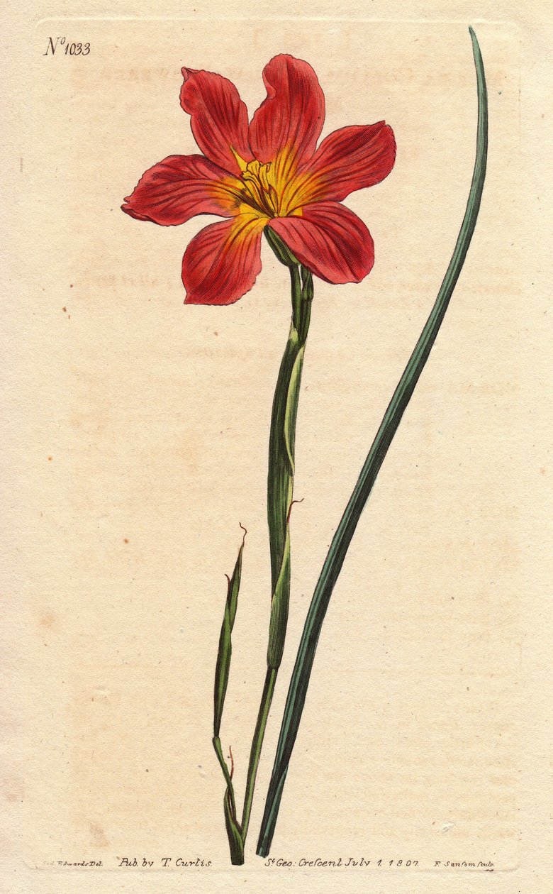Kaptulipan, moraea har blomstrende halm og lyserød laks. Halmfarvet lige blomstret moraea, lakserosa og gul Cape Tulip. Homeria collina (Moraea collina). Håndfarvet kobberstik fra en botanisk illustration af Sydenham Edwards fra Will af Sydenham Teast Edwards