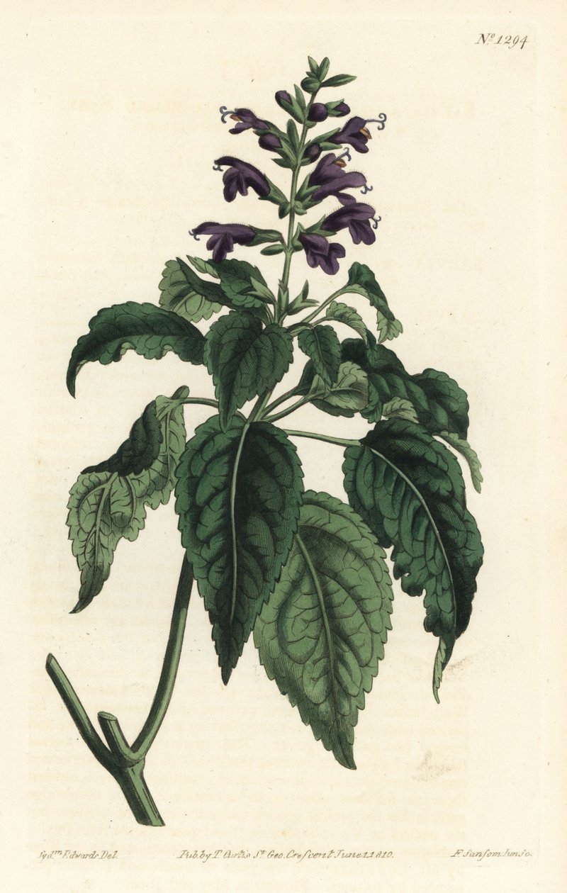 Caribisk salvie - Salvia lamiifolia (lillablomstret salvie, Salvia amoena). Håndfarvet kobberstik af F. Sansom Jr. efter en illustration af Sydenham Edwards fra William Curtis