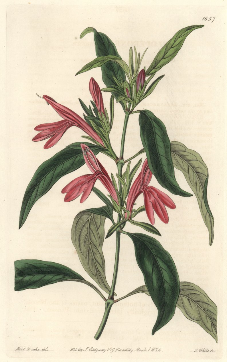 Carmantine, indfødt i Brasilien - Water forte af S. Watts fra en illustration af Sarah Anne Drake (1803-1857), fra det botaniske register af Sydenham Teast Edwards